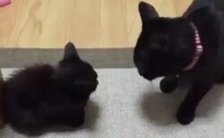 【え！】子猫と対峙する黒猫さんの猫パンチがとんでもないｗｗｗｗ