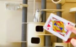 【！？】猫の神業、飛ぶトランプをキャッチする瞬間が凄すぎる！！！