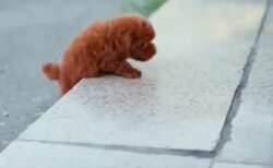 【しっぽ！】なかなか登れない小さな子犬、可愛いすぎるｗｗｗｗ