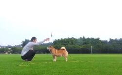 【カラス！】賢すぎる柴犬と遊ぶ動画、最高に面白いｗｗｗｗ