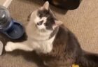 【動画】猫が連続クシャミする瞬間、ごめん可愛いｗｗｗｗ