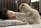 【動画】子守りが上手な猫さん達、尊すぎる・・・