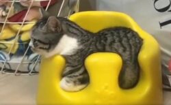 【え！】赤ちゃん用の椅子にすっぽりおさまっちゃう猫！ぴったりすぎるｗｗｗｗ