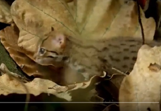 【1.5kg】世界最小のネコ科動物「サビイロネコ」が可愛すぎる！