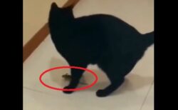 【笑】黒猫に追われるネズミ、とっさに黒猫の足元に隠れる！黒猫「？？？？？」