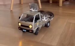 【3匹の子猫】可愛いすぎるトラックが出発！みんな興味津々ｗ