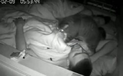 【カメラ】寝てる飼い主を必死に心臓マッサージする猫が撮影されるｗｗｗｗ