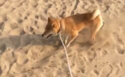 【爆笑】あまりにも砂かけが下手だった犬、好きすぎるｗｗｗｗ