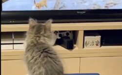 【動画】テレビの中の猫に興味津々！思わず真似してジャーンプしちゃう子猫ｗｗｗｗ