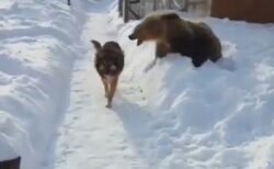 【！】威嚇しまくる熊を完全スルーする犬の覇気がやばすぎる。怖くないのか！