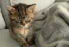 【動画】猫のやらかし特集！焦って逃げる様子が可愛いｗｗｗｗ