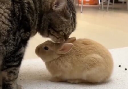 【！】ウサギを綺麗にすると猫とされるがままのウサギ、可愛いすぎる