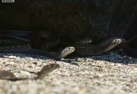 【動画】蛇の大群から逃げ回るイグアナの子、超緊迫！