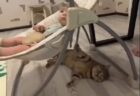 【動画】立ったまま電池が切れちゃった子猫が話題に「本当に寝てるｗ」