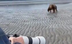 【！】動物カメラマンさん、猛スピードで向かってくるクマを威嚇し追い払ってしまう