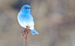 【！】実在する幸せの青い鳥、綺麗すぎて絶句・・・