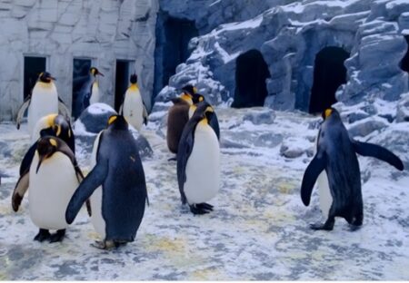 【動画】氷の上で転んじゃったペンギンと周りのリアクションｗｗｗｗ