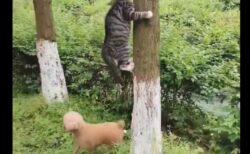 【動画】猫の気配を感じきょろきょろ探す犬と、すぐ傍でじっとしてる猫ｗｗｗｗ
