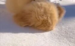 【え！？】雪に顔を突っ込みたい子犬、可愛いすぎるｗｗｗｗ