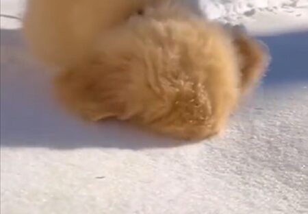 【え！？】雪に顔を突っ込みたい子犬、可愛いすぎるｗｗｗｗ