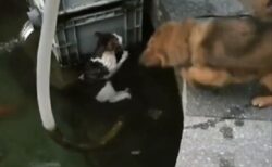 【やさしい】池に落ちた猫を発見した犬、飛び込み背負って救助・・・