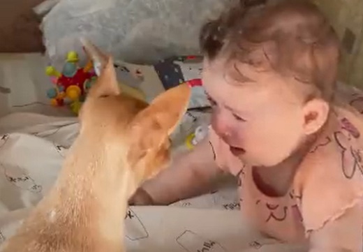 【笑】赤ちゃんの泣きやませ方を発見した犬、賢すぎる！