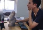 【動画】飼い主といっしょに悩んでくれる子猫、愛しすぎるｗｗｗｗ