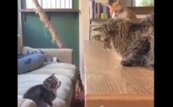 【動画】子猫を見守る2匹の大人猫、結末がｗｗｗｗ