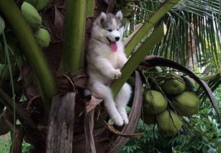 【笑】木に登って降りられなくなっちゃったハスキー犬が可愛すぎる！