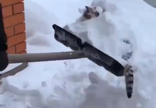 【笑】雪かきと戯れたい猫！楽しそう！！