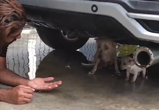 【泣】車の下で震えていたずぶ濡れの犬の親子、イケメンに無事保護される