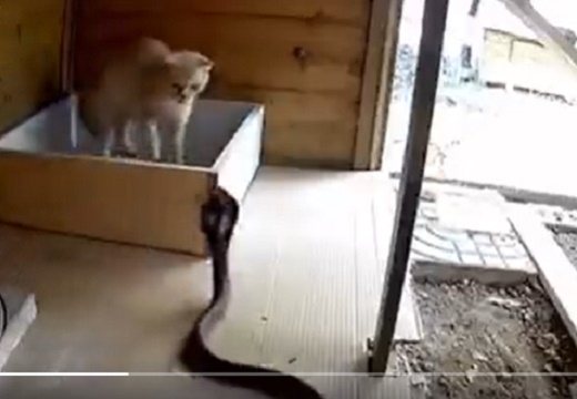【！！！】大蛇と対峙した猫、ヘビー級パンチが話題「強すぎ」