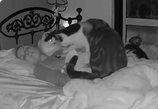 【動画】爆睡する飼い主を心配しわらわら集まってくる猫たちｗｗｗｗ