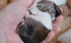 【動画】手のひらで熟睡してる子ウサギが最強すぎる！