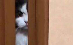 【笑】扉のすき間からご機嫌ナナメな猫が話題に「表情が最高すぎるｗ」