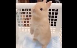 【ぽてん】立ち上がる練習をがんばるウサギ！かわいいっｗｗｗｗ