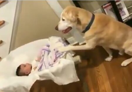 【尊い】赤ちゃんの寝かしつけをする犬、手つきも表情もやさしい・・・