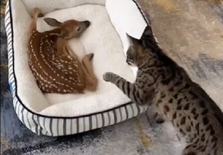 【そーっと】鹿の赤ちゃんに興味津々な猫、恐る恐る触ってみるｗ