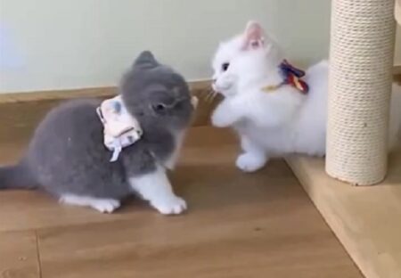 【ｗ】可愛いすぎる子猫同士のケンカ「お互い手が届いてないｗ」