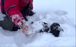 【レア】男性と楽しそうに雪遊びするカラスが目撃される