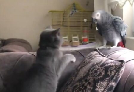 【！？】オウムを威嚇した猫、飼い主そっくりの声で叱られて困惑するｗｗｗｗ