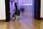 【動画】見えない壁を飛び越える飼い主をじっと見てた猫さん、自分もやってみるｗｗｗ