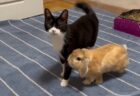【動画】猫のことが好きすぎるうさぎ、ぴったり傍から離れないｗ