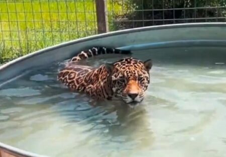 【動画】お風呂に入れられたジャガー、意外に気持ちよかった模様ｗｗｗｗ