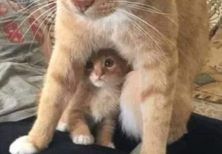 【！】子猫を守る母猫、かっこよすぎる！！！