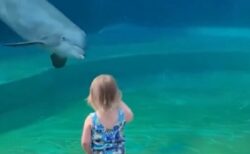 【動画】水族館のイルカ、ガラス越しに少女とコミュニケーション