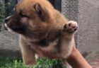 【動画】飼い主のお腹に赤ちゃんがいると気づいた犬のリアクション・・・