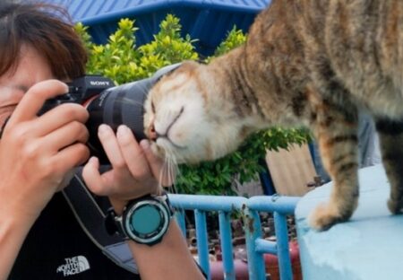 【！】カメラにくっつきすぎる猫！これじゃ撮れないｗｗｗｗ