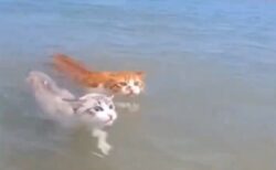 【！？】ものすごく当然のように泳ぐ猫達！こんなに泳げたのか！！