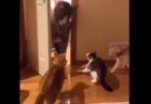 【動画】猫3匹、猫マスク姿の飼い主にびびりまくるｗｗｗｗ